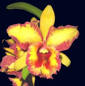 <i>Rhyncholaeliocattleya</i> Michael Gaine