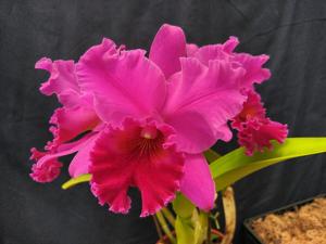 Rhyncholaeliocattleya Media Noche