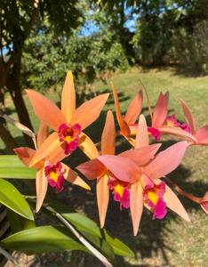 Laeliocattleya Santa Barbara Sunset