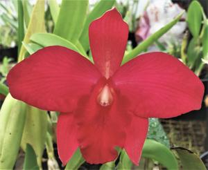 <i>Cattleytonia</i> Burgundy Beauty