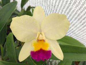 <i>Cattleya</i> Butter Charm