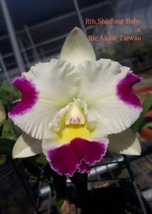 <i>Rhyncattleanthe</i> Shinfong Nice Lady