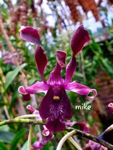 Dendrobium Rinaldi