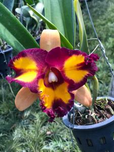 Rhyncholaeliocattleya Siam Palette