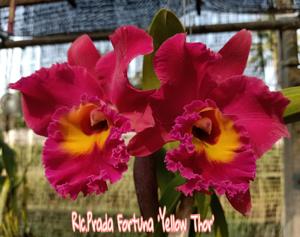 Rhyncholaeliocattleya Prada Fortuna