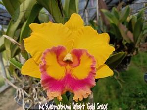 Rhyncholaeliocattleya Suvarnabhumi Delight