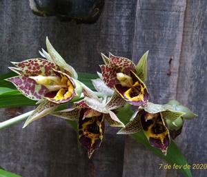 Catasetum Jumbo Eagle