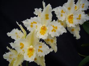 <i>Oncidium</i> Teipels Mondschein