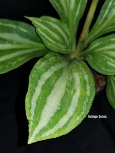 Stenosarcos Vanguard