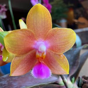 Phalaenopsis Pylo's Forever