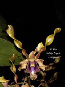 <i>Dendrobium</i> Vian