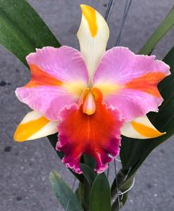 Rhyncholaeliocattleya Amazing Thailand