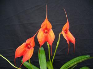 <i>Masdevallia</i> Flying Colors