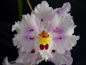 <i>Oncidopsis</i> Teipels Yocrisp