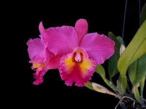 Rhyncholaeliocattleya Ruth Iwata