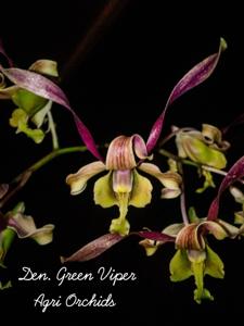 Dendrobium Green Viper