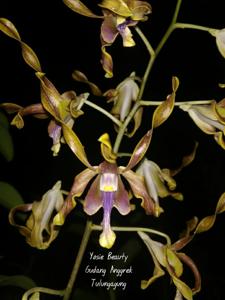 Dendrobium Yosie Beauty