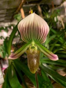 Paphiopedilum Evelyne Schmidt
