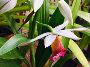Gastrophaius Micro Burst