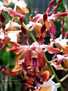 Dendrobium Hai Sing-Henriette Bedie