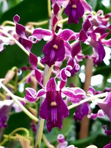 Dendrobium Danish