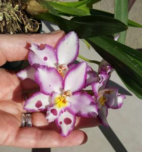 Oncidium Opalescent