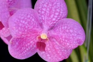 Vanda Siriporn Pink