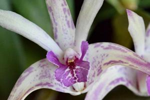 Dendrobium Walnut Valley Starburst