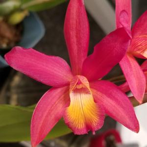 Cattlianthe Koolau Treat