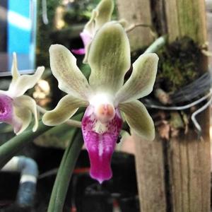 <i>Paraphadenia</i> Juraj Kojs