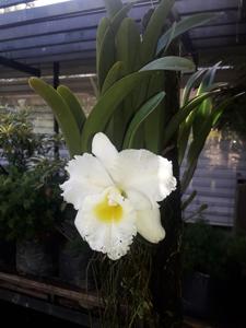 Rhyncholaeliocattleya Siam White