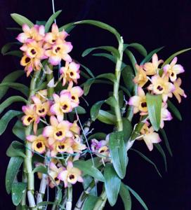 Dendrobium Yasuko Sugiyama