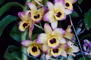 Dendrobium Yasuko Sugiyama
