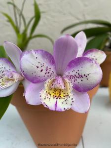 Brassacathron Aka's Aloha