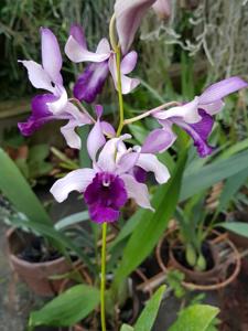 Dendrobium Indonesia Raya