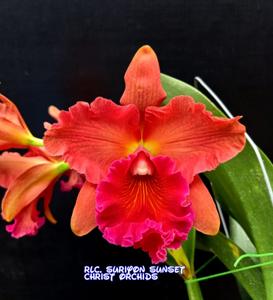 Rhyncholaeliocattleya Suriyon Sunset