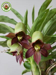 <i>Catasetum</i> Ronnie James Dio