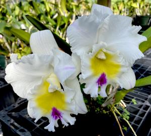 Rhyncholaeliocattleya Good News