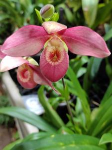 <i>Phragmipedium</i> Rosy Charm