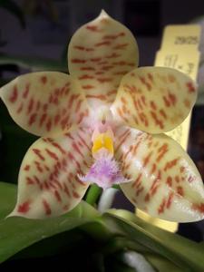 <i>Phalaenopsis</i> hieroglyphica-Tzu Chiang Tetralitz