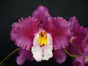 <i>Oncidium</i> Teipels Veilchen