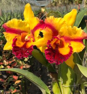 Rhyncattleanthe Siam Fancy