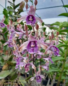 Dendrobium Tiara Beauty