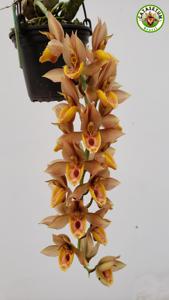 Catasetum Brasil