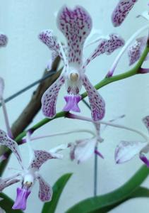 Vandachostylis Tien-Cheng Blueberry