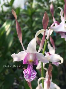 <i>Dendrobium</i> Nicha Chumphon