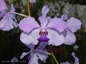 Papilionanda Leonard Reilly