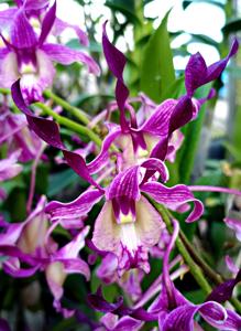 Dendrobium Najib Rosmah