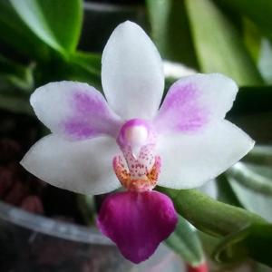 Phalaenopsis Newberry Petit Fours