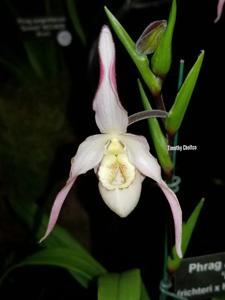 <i>Phragmipedium</i> Achental